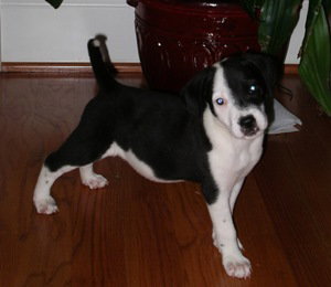 Sophie