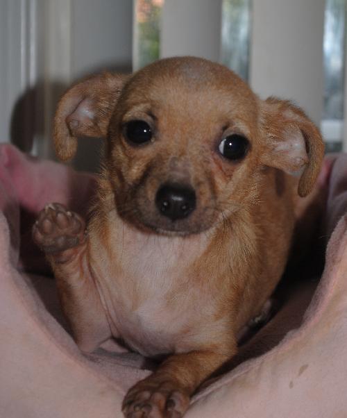 Gidget