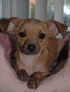 Gidget