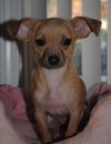 Gidget