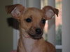 Gidget