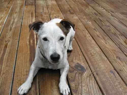 Archie-Courtesy Listing