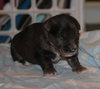 Dottie