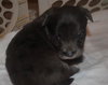 Dottie