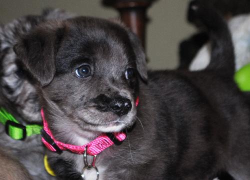 Dottie