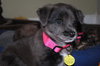 Dottie
