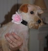 Tillie