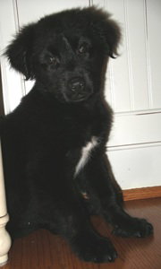 Teddy