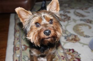 Cooper