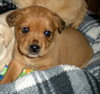 Britta