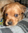 Britta