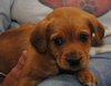 Britta