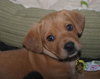 Britta