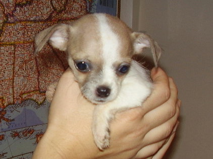 Pixie