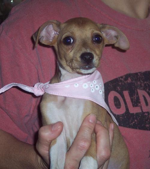 Prancer