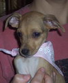 Prancer