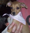 Prancer