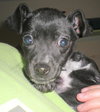Fifi