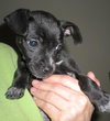 Fifi