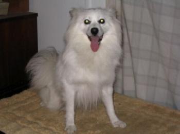 Nanuq