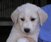 Louie