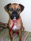 Trudi
