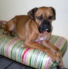 Trudi