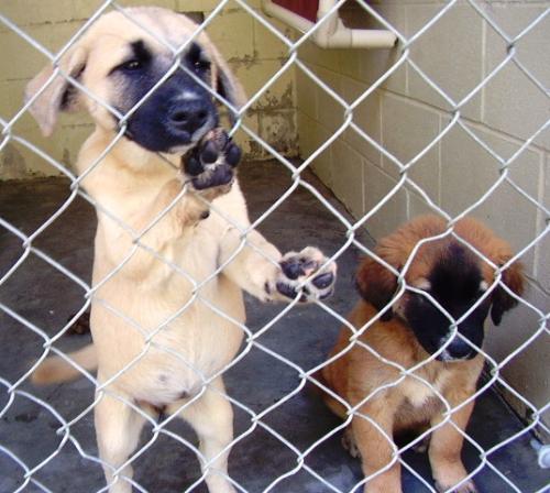 Shepherd Pups needing foster homes!