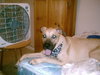 Bayleigh-Courtesy Listing