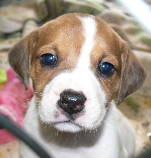 Capone