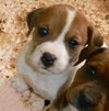 Capone