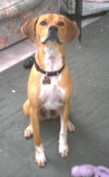 Brady - Application Pending