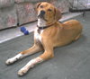 Brady - Application Pending