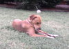 Brady - Application Pending