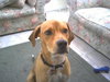 Brady - Application Pending