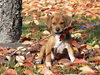 Brady - Application Pending