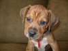 Brady - Application Pending