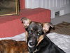Kylee