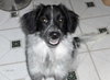 Sawyer