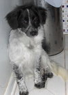 Sawyer