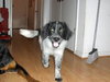 Sawyer