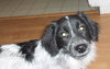 Sawyer