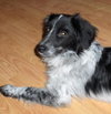 Sawyer
