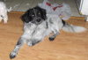 Sawyer