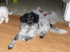 Sawyer