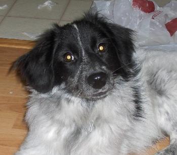 Sawyer