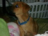 Mollie