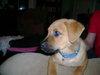 Mollie