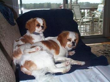 Millie & Miracle