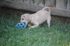 Flo